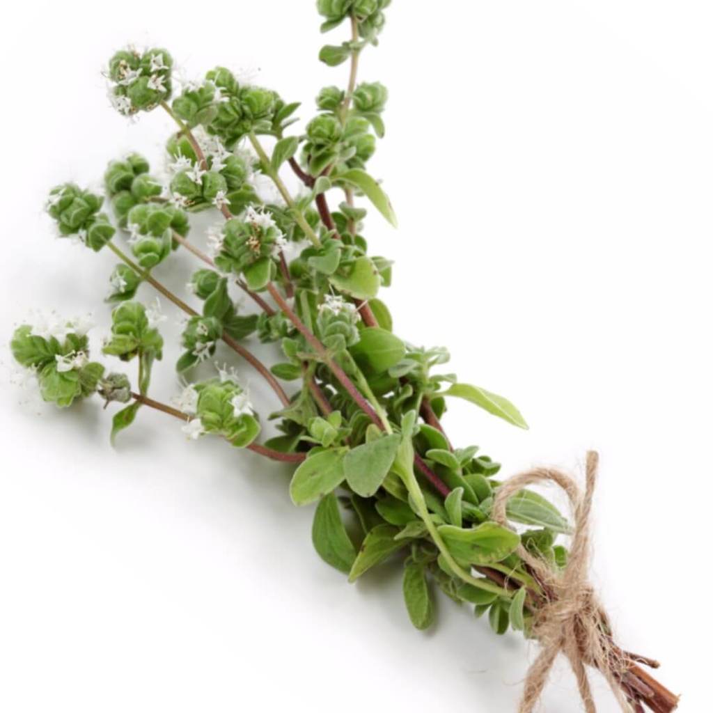 Marjoram Essential Oil - India