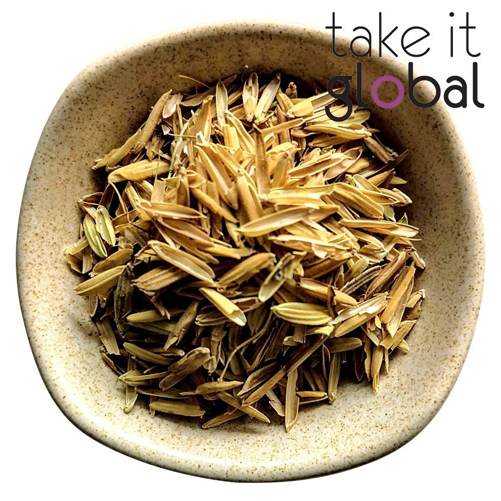 Sekam Padi / Rice Husk / 生稻壳