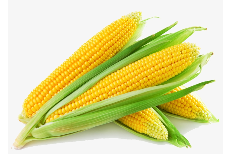 Ungerer Sweet Corn Flavour 10g For E-Liquid / Beverages / Bakery