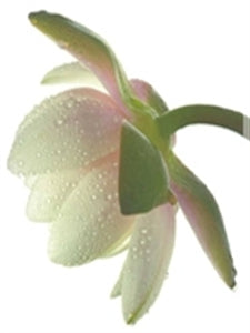 Ungerer Jasmine Fragrance