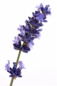 Ungerer Lavender Fragrance