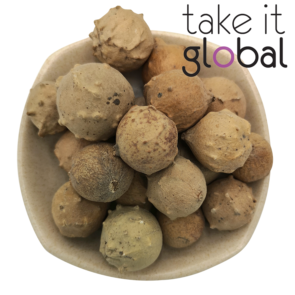 Buah Manjakani Fruit - Oak galls / food grade