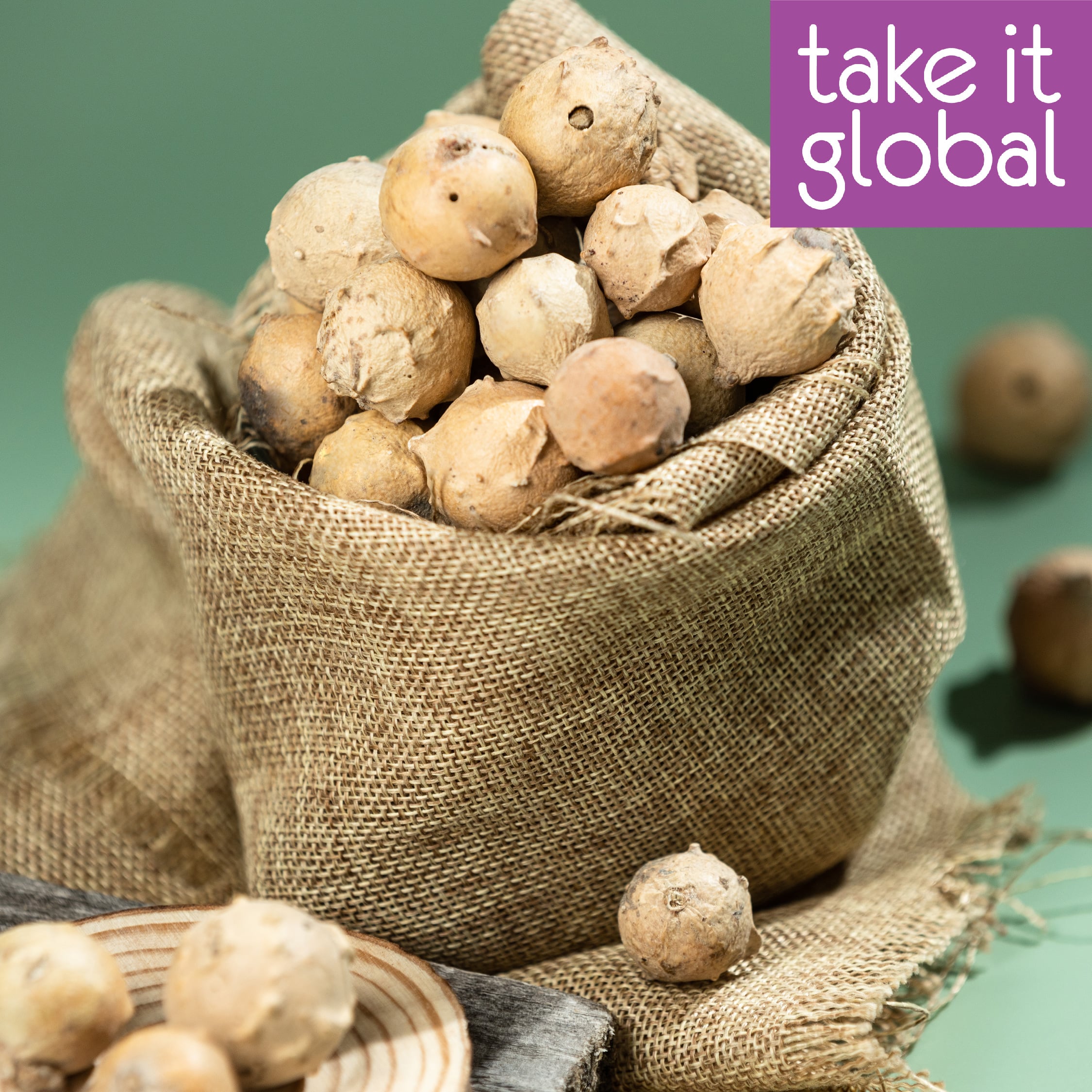 Buah Manjakani Fruit - Oak galls / food grade