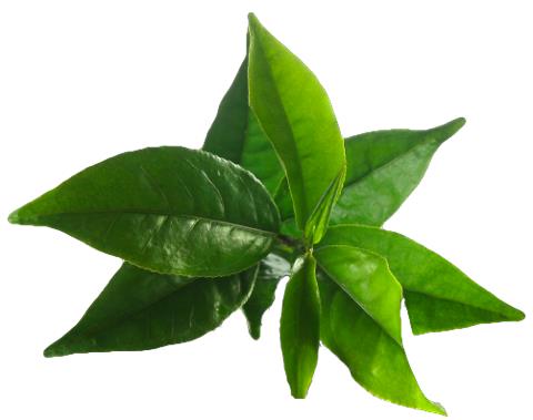 Tea Tree Essential Oil - Australia / aromatherapy / 茶树油