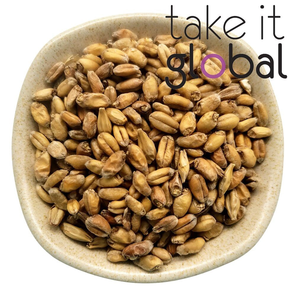 Base Wheat Malt 小麦芽 5-8 EBC / Malted Grain - Wheat beer brewing , Malta drinks