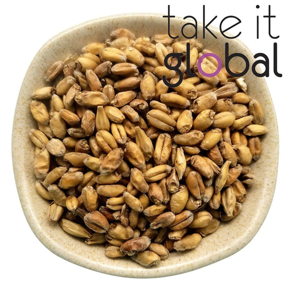Base Wheat Malt 小麦芽 5-8 EBC / Malted Grain - Wheat beer brewing , Malta drinks
