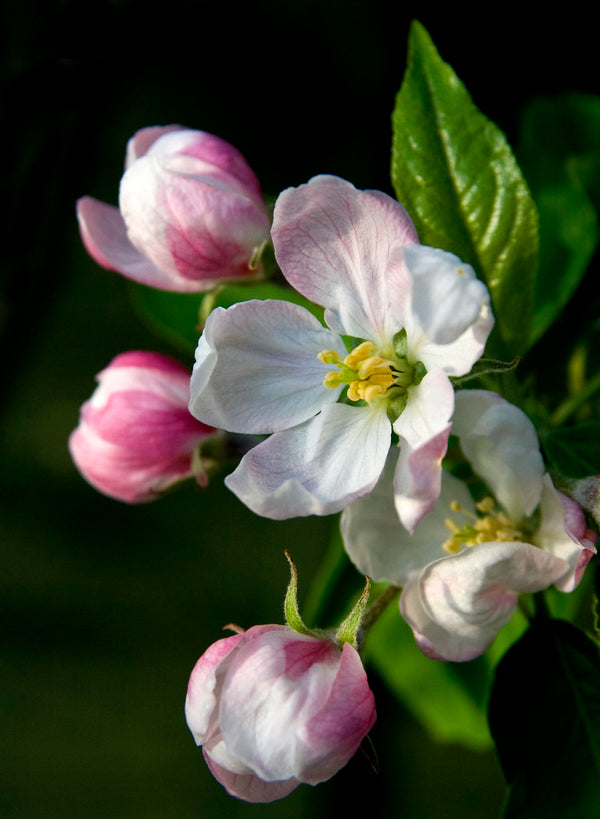 Ungerer Apple Blossom Fragrance - for Cosmetics / Perfume / Toiletries