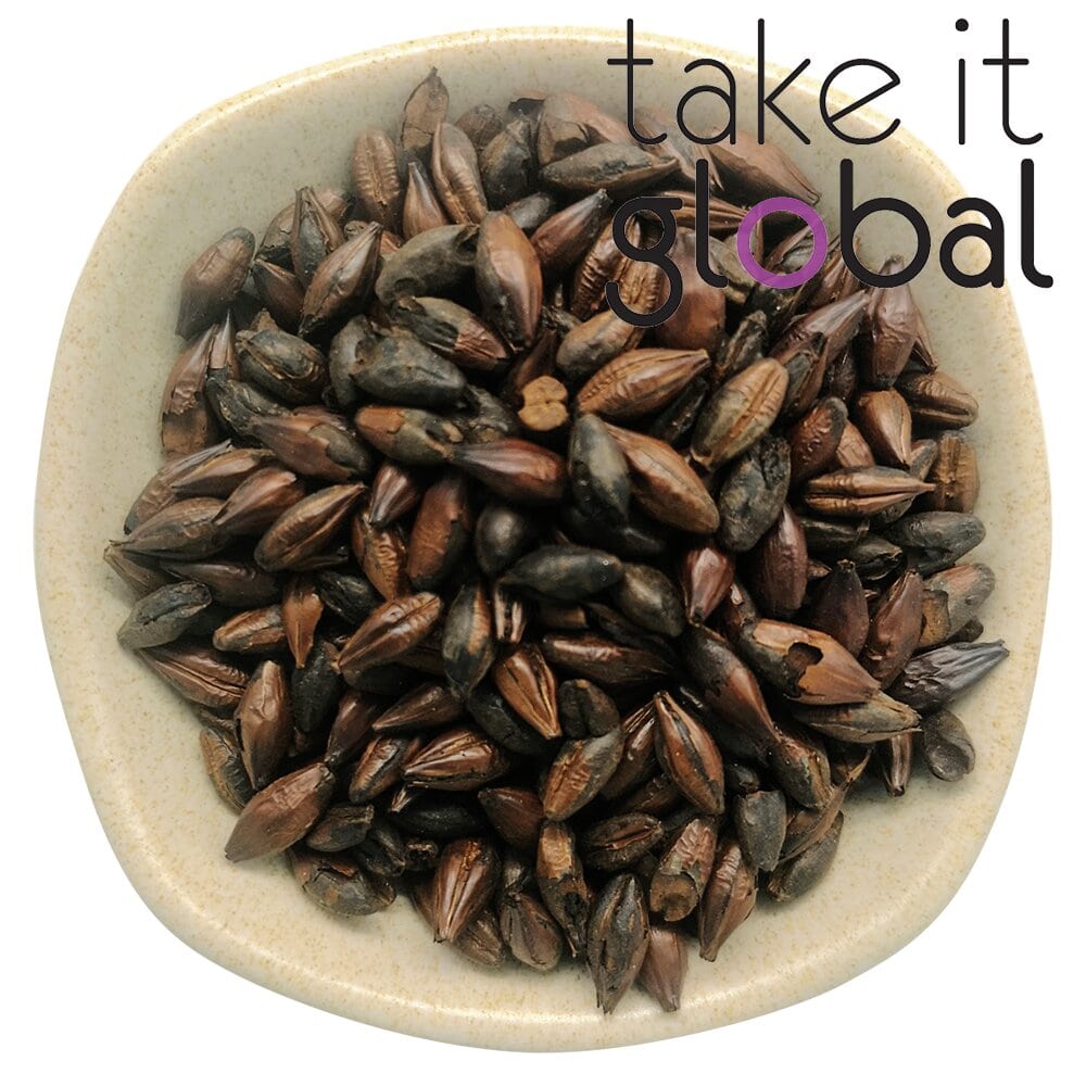 Chocolate Malt 巧克力麦芽 800-900 EBC/Malted Grain - Wheat beer brewing , Malta drinks