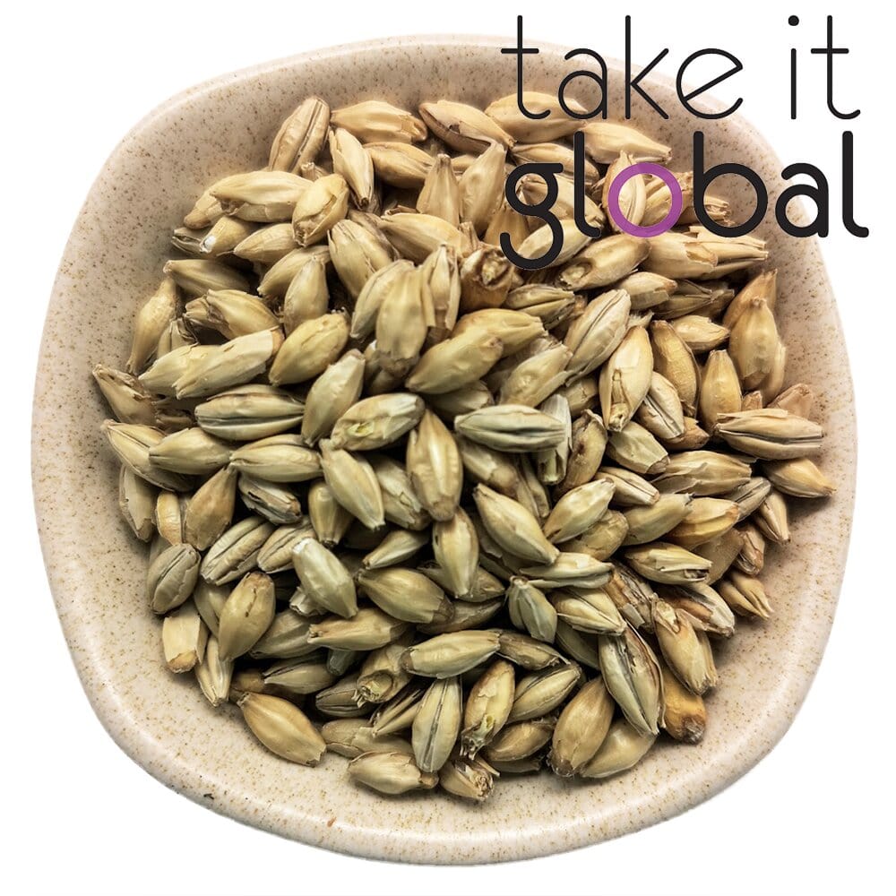 Light Pilsner Malt 皮尔森麦芽 2.5 - 4.0 EBC / Malted Grain - Wheat beer brewing , Malta drinks/Ales/Lagers/Pale Malt