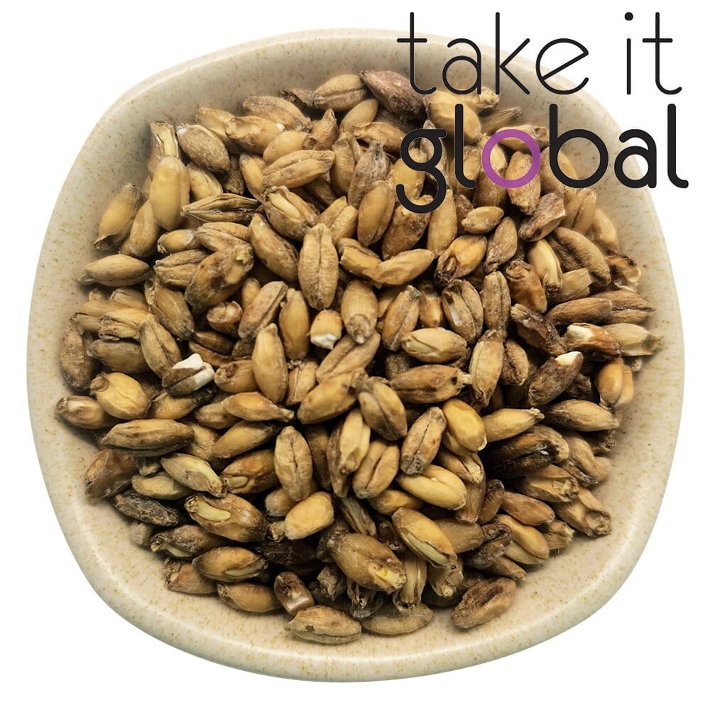 Naked Barley Malt/Malted Grain/Wholegrain - Beer brewing, Food, malting & feed