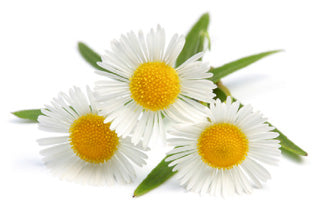 Chamomile Extract (Liquid Form) - for Cosmetics