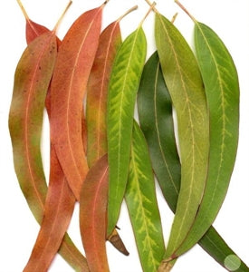 Ungerer Eucalyptus Fragrance
