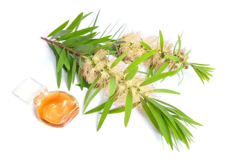 Minyak Kayu Putih/ Cajuput Oil - Indonesia