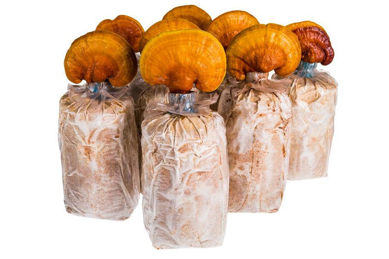 Mushroom Substract Grow Bag / Bongkah PP - 1pc - Good Thickness