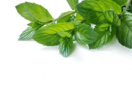 Peppermint Essential Oil