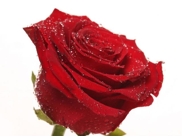 Ungerer Rose Fragrance