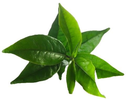 Tea Tree Essential Oil - Australia / aromatherapy / 茶樹油